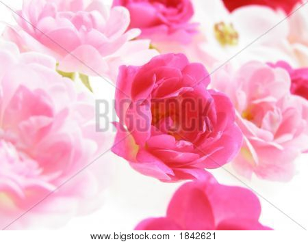 Rosa pastello rosa