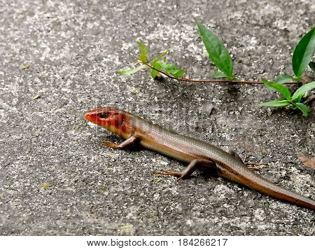 LIZARD, REDHEADED SKINK, BROWN SLEEK BODY SUNNING ON CARPORT.