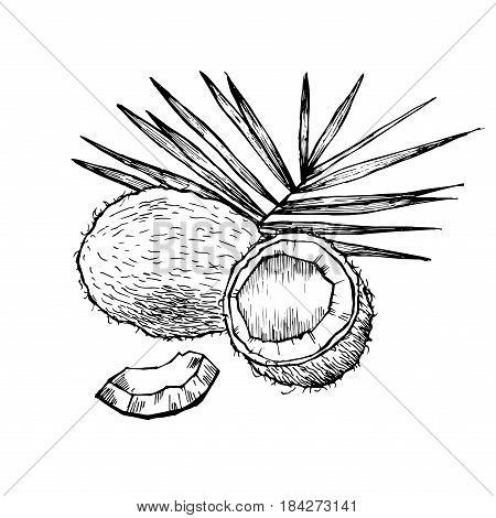 Sketch vector tropical food illustration. Coconut nut vintage design template. Botanical fruit. Engraved coconut.