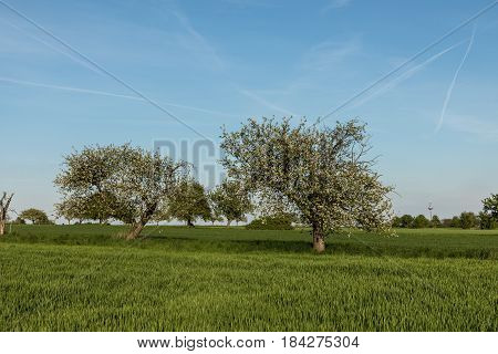 Blooming Apple Trees In Spring