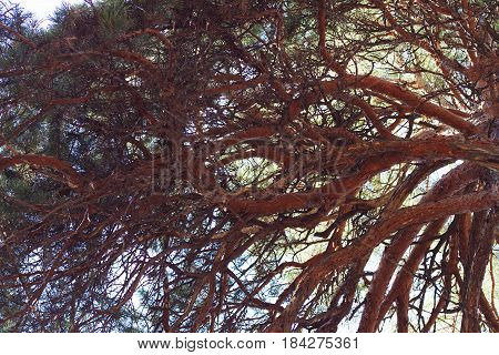 the bottom view on a pine krone branch