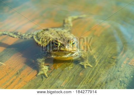 Hungry frog looks out of the water