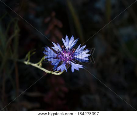 Vivid blue Cornflower against dark out of focus background.