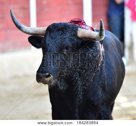 spanish bull in bullring with big horns