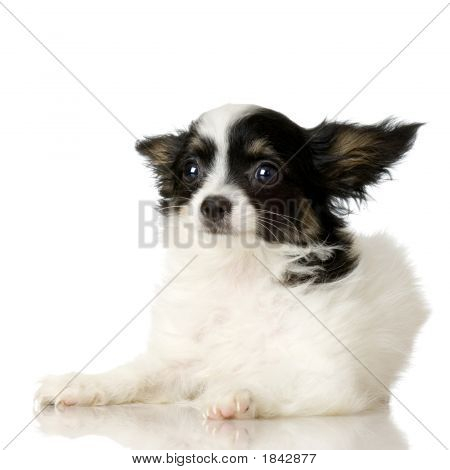 Покрытый сосочками