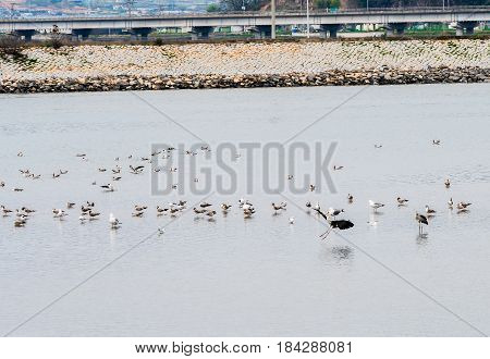 Large gray heron landing in water of a shallow lake in South Korea with large flock of seagulls in water and rocky shoreline and highway in the background