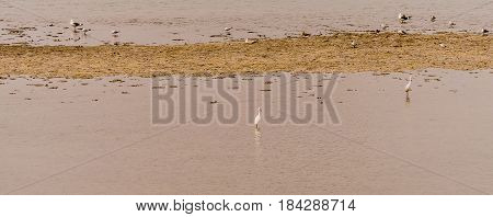 Two white snowy egret standing in shallow water of inland sea in South Korea in front of sandy knoll with a flock of seagulls in background