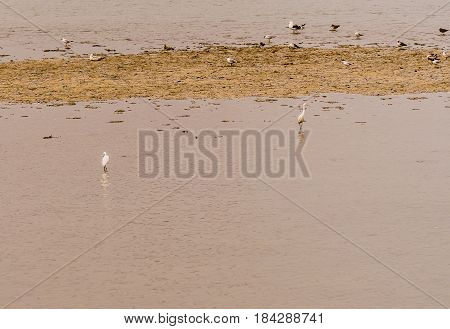 Two white snowy egret standing in shallow water of inland sea in South Korea in front of sandy knoll with a flock of seagulls in background