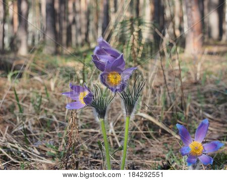 Blooming Buds Of Flowers Pasque-flower. The First Spring Flowers Of The Forest.