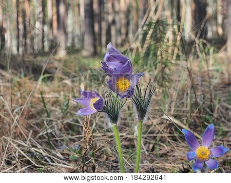 Blooming Buds Of Flowers Pasque-flower. The First Spring Flowers Of The Forest.