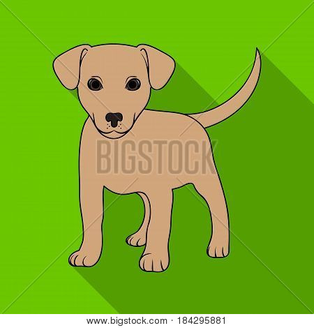 Puppy labrador.Animals single icon in flat style vector symbol stock illustration .