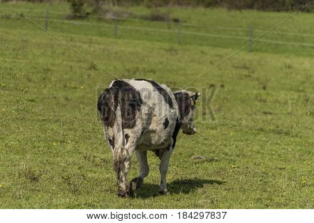Cows on green spring meadow near Stebno village