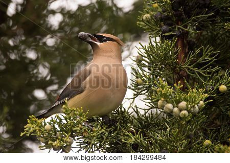 Cedar Waxwing feeding on Juniper berries during spring migration.