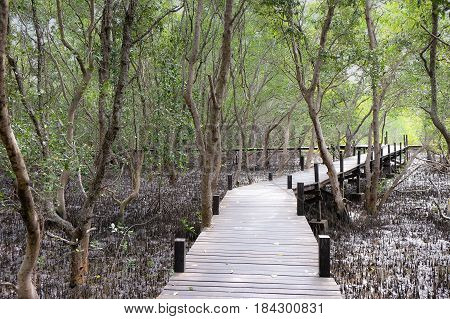 natural background of tree with sunshine bottom up view of trees in Forest Tung Prong Thong Golden Mangrove Field at Rayong province Thailand