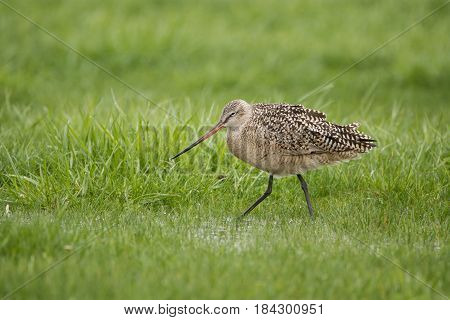 Marbled Godwit feeding in a field at Lakeshore State Park during spring migration.