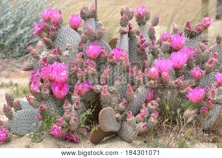 Beavertail Cactus seeing in the California high desert.  but can also be found throught the Mojave and Sonoran deserts in the American Southwest and Northern Mexico