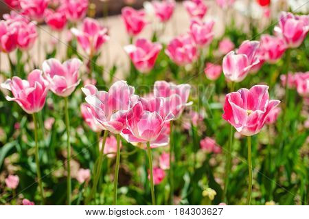 Flower tulips background. Beautiful view of color tulips