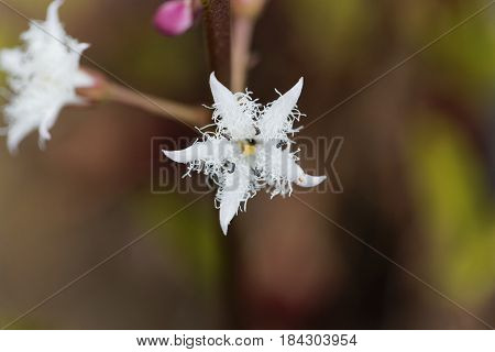 Macro photo of bogbean (Menyanthes trifoliata) a medical plant in Europe.
