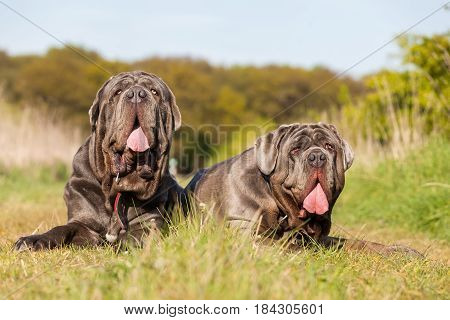 Portrait Of Two Neapolitan Mastiff Outdoors