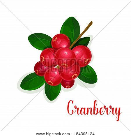 Cranberry fruit bunch cartoon icon. Ripe red berry of cranberry fruit with green branch and leaves. Organic natural food and juice label, healthy dessert, sauce recipe design