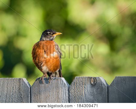 American robin (Turdus migratorius) perched on wood fence. Natural green background.
