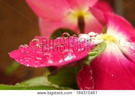 Impatiens Touch-me-not Busy Lizzie close-up macro of red flower petal covered in raindrops nature's diamonds