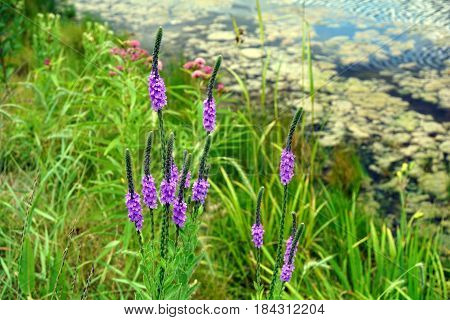 Hoary vervain (Verbena stricta) blooms beside a small lake in Joliet, Illinois during July.