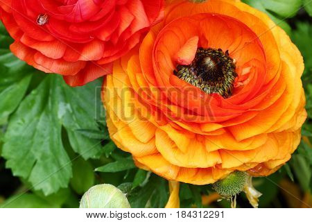 Top view of Yellow and orange Buttercup or Ranunculus flowers selective focus.