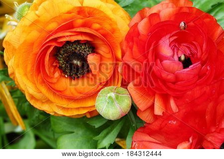 Top view of Yellow and orange Buttercup or Ranunculus flowers