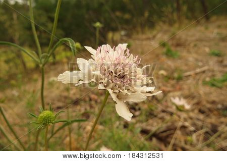 White Scabiosa Pincushion Flowers growing in South Australian bushland along a bush walking track