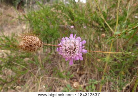 Scabiosa Pincushion Flower growing in South Australian bushland along a bush walking track