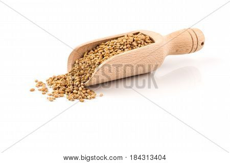 Wheat Grain In Scoop