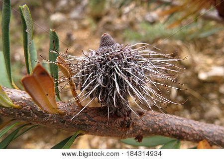 Brown dry Banksia flower bud seed pod on a tree in the Australian bush