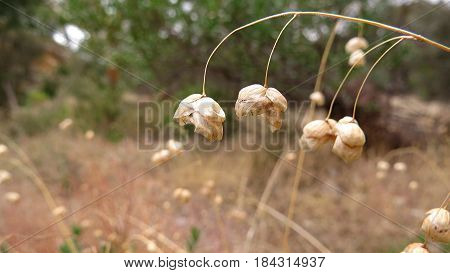Native Australian grass with seed pods along a bush walk trail