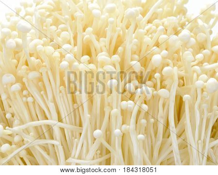 Close up on various kind of mushrooms.Fresh Enoki mushrooms