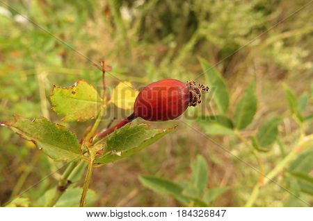 Native wild rose hip pod berry in Australian bush land scrub in Autumn season
