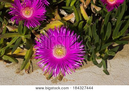 Detail of a group of carpobrotus edulis flowers