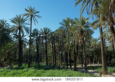 Palmeral of Elche, Spain, the most southern palm grove in Europe