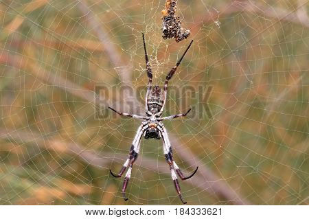 Golden Orb Spider and web along an Australian bush walking track