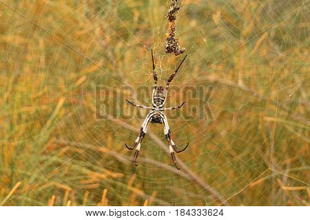 Golden Orb Spider and web along an Australian bush walking track