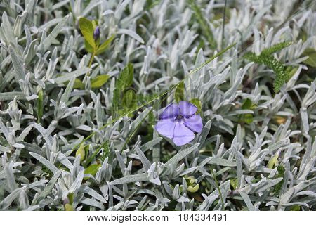 Vinca minor is a beautiful flower iin spring forest