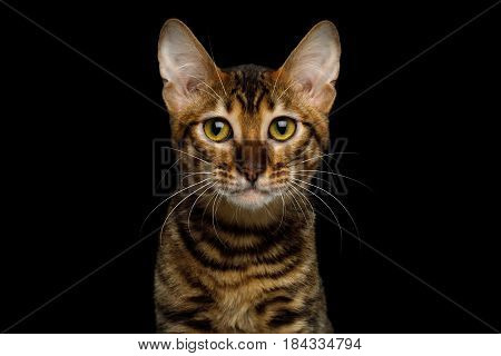 Portrait of Toyger Cat, Cute face on isolated Black Background, front view