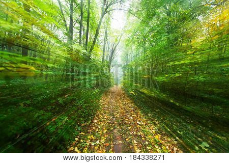 Forest trails and the effect of rapid passages.