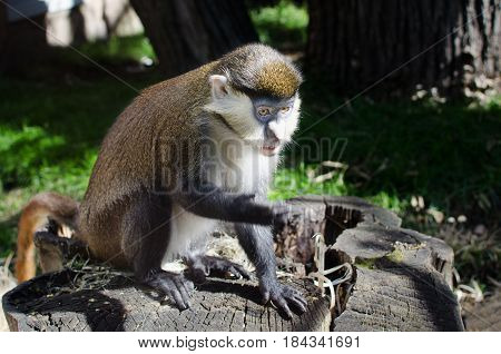 Young Balinese Long Tailed monkey in Ubud monkey forest in Bali Indonesia sits on the stump of a sawn wood. Animal in the zoo reserve