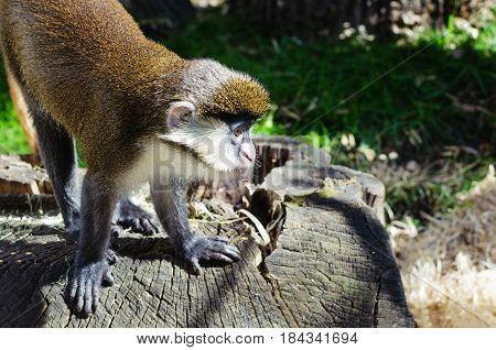 Young Balinese Long Tailed monkey in Ubud monkey forest in Bali Indonesia sits on the stump of a sawn wood. Animal in the zoo reserve