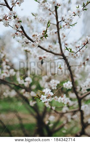 Spring. Flowering apricot tree in Japan. Close-up.