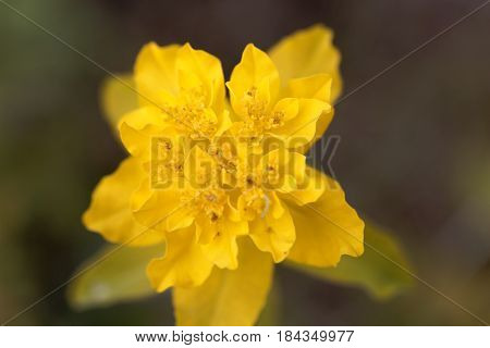 Macro of a flower of cushion spurge (Euphorbia epithymoides)