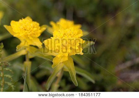 Macro of a flower of cushion spurge (Euphorbia epithymoides)