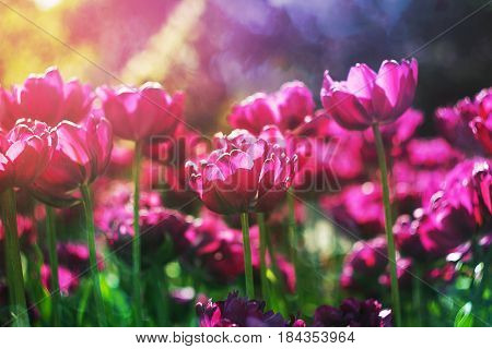 Spring flowers background. Purple flowers tulips lit by sunlight. Soft selective focus. Bright colorful spring photo background