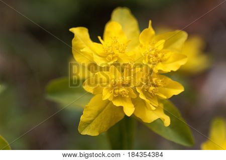 Macro of a flower of cushion spurge (Euphorbia epithymoides)